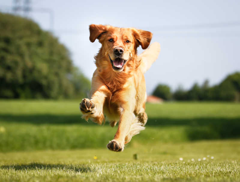 草地上放飞自我的金毛猎犬