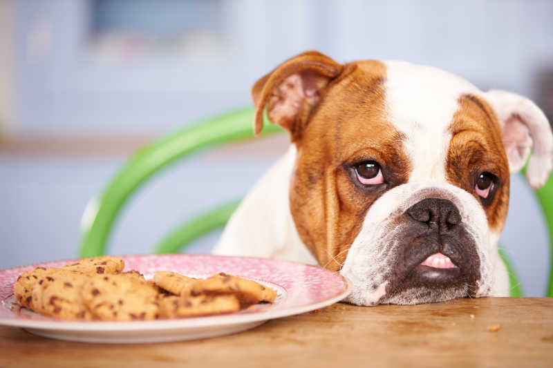 斗牛犬和桌上盘子里的饼干