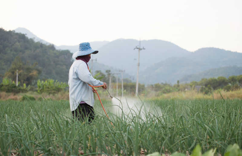 田地里喷洒农药的农民