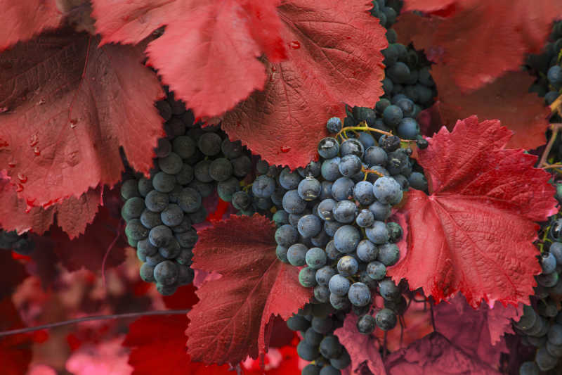 红色葡萄叶里的新鲜葡萄