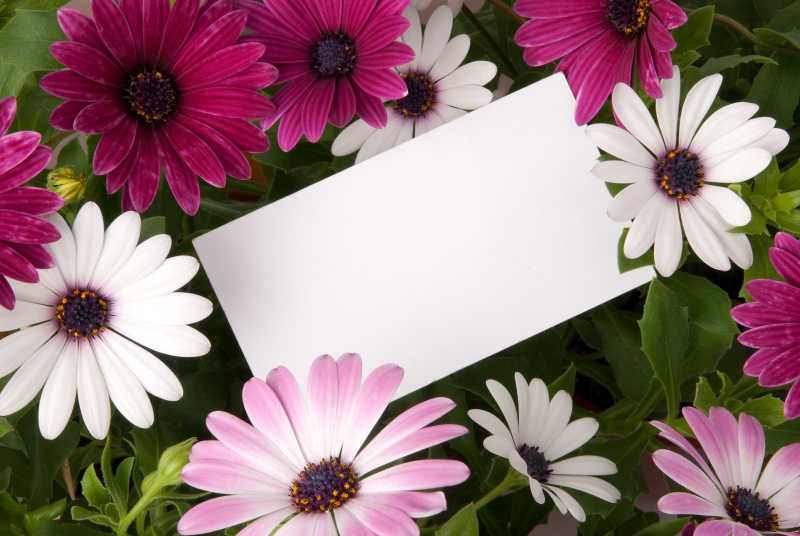 粉色和白色花朵里的空白纸片