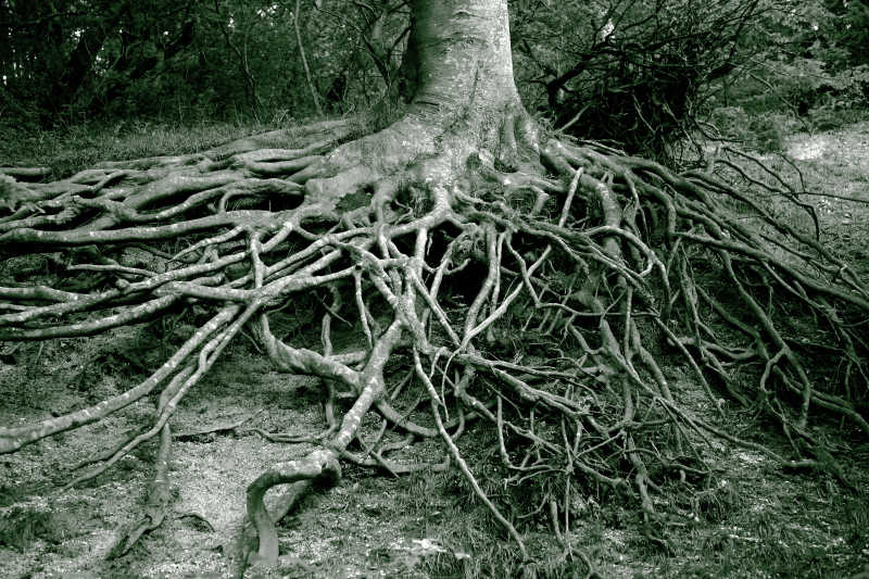 阴暗森林里树根交错的古树