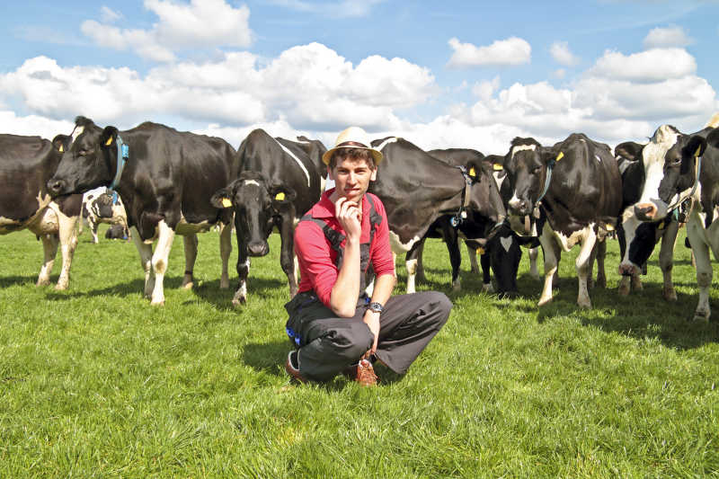 年轻的荷兰农民在乡下养牛