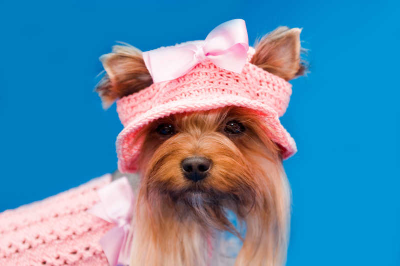 蓝色背景下约克郡犬穿着粉红色礼服和帽子