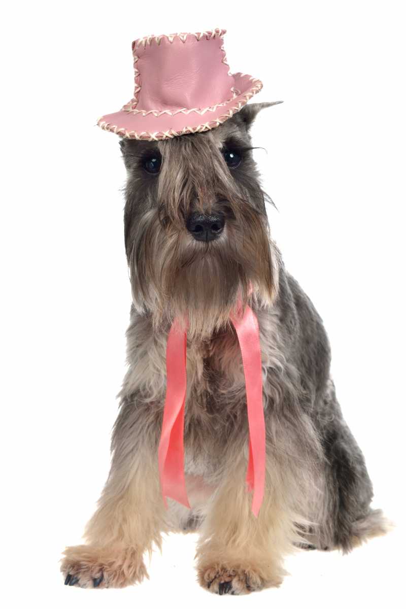 白色背景下戴粉色帽子和领带的时尚狗