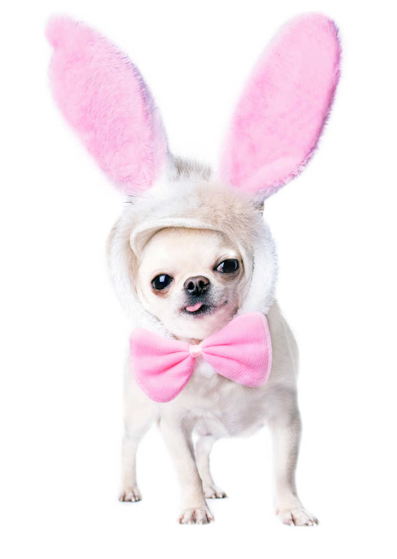 白色背景下戴粉红色兔耳朵和蝴蝶结的可爱吉娃娃