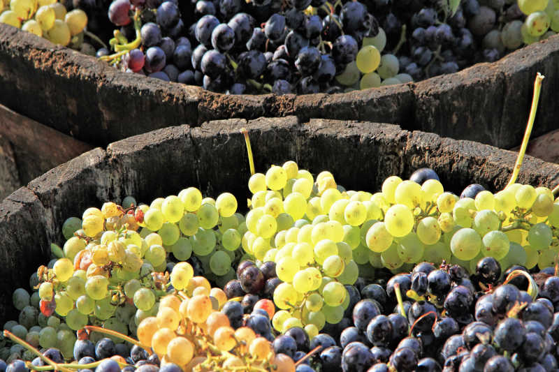 桶里成熟的葡萄