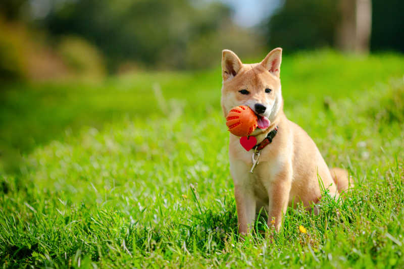 在玩耍的柴犬