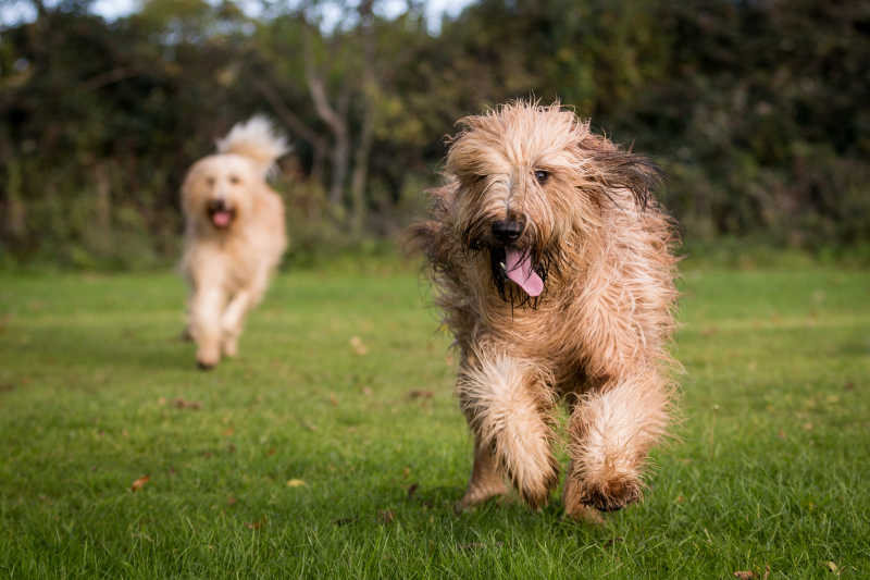 可爱的宠物犬在玩耍