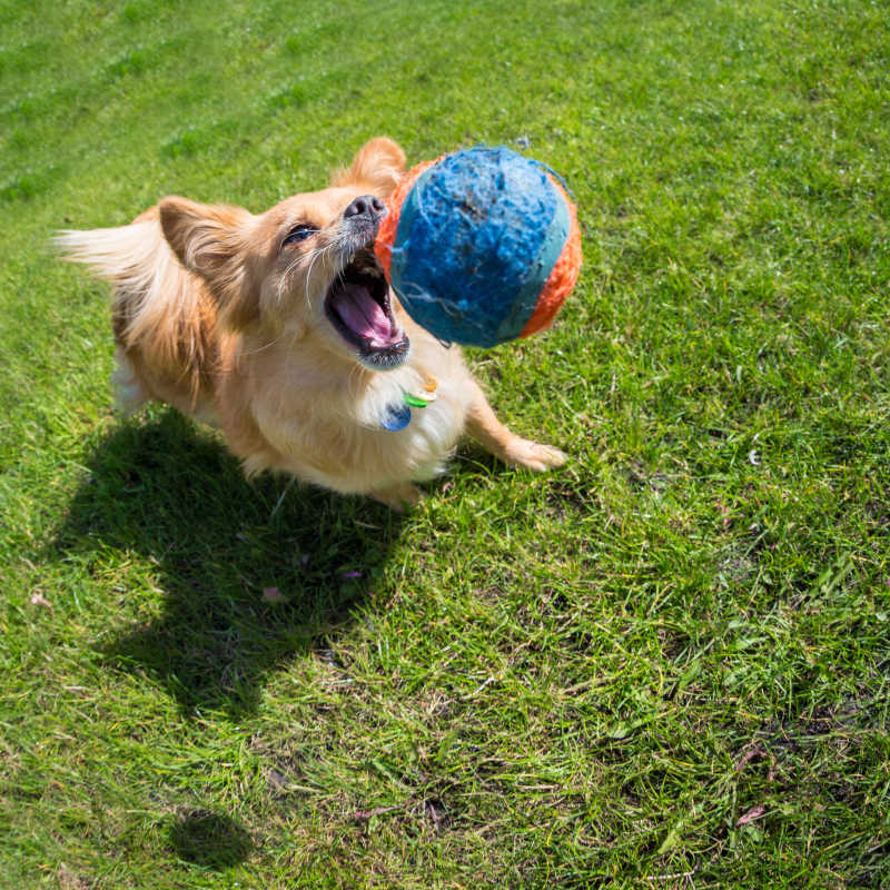 宠物犬在玩球