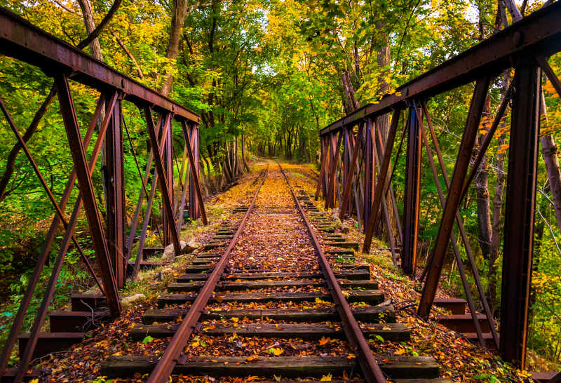 森林铁轨上的秋叶