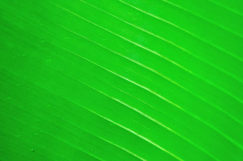 绿色香蕉叶纹理背景