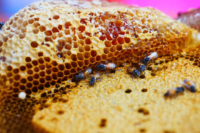蜂蜡和蜂蜜