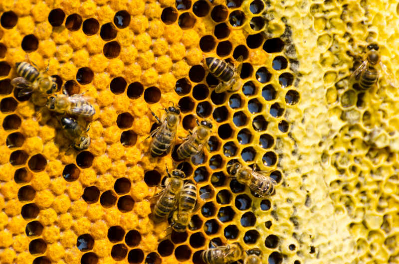 蜂巢蜂蜜和蜜蜂