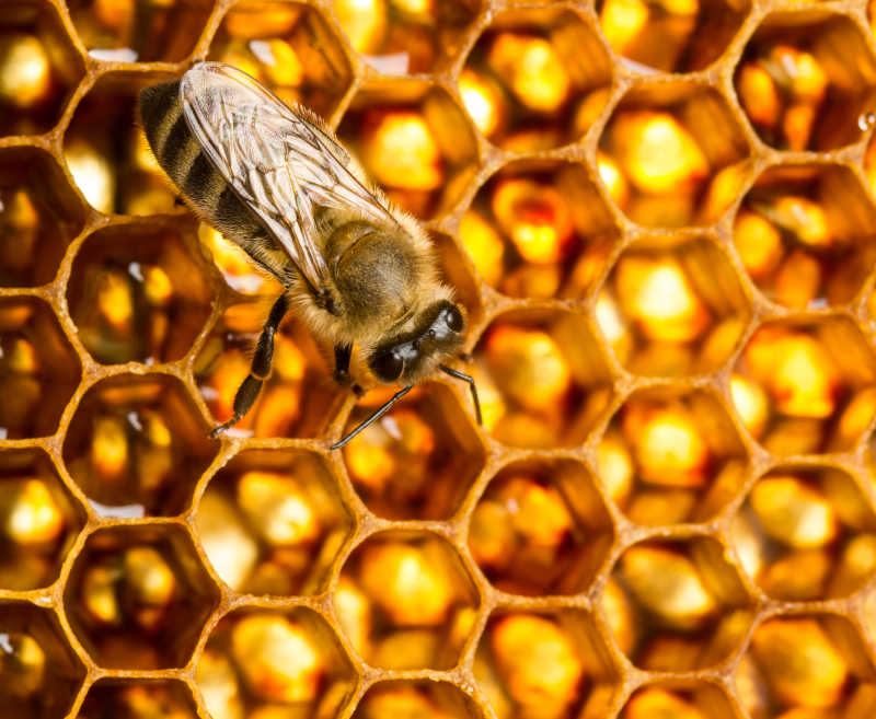 蜜蜂和蜂巢