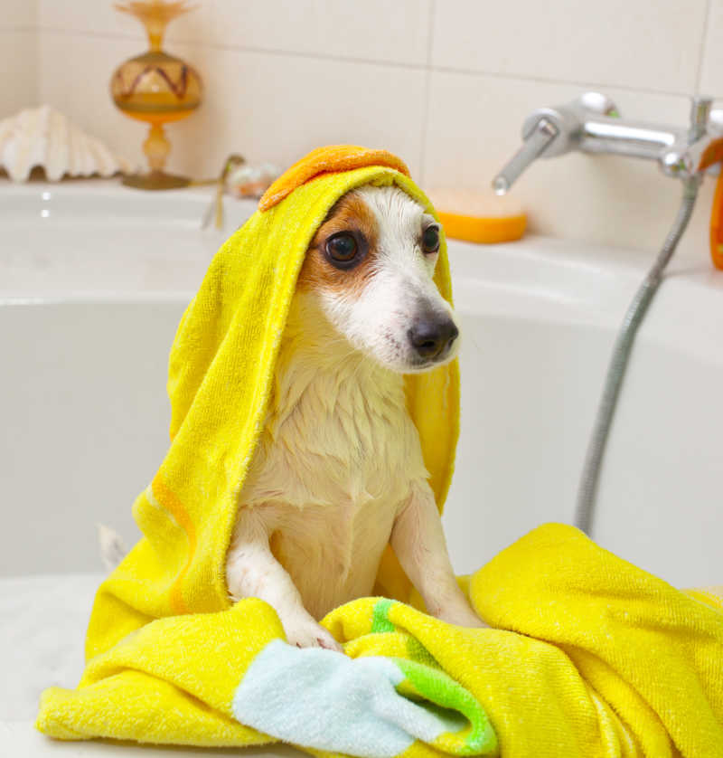 浴缸里洗澡的狗狗
