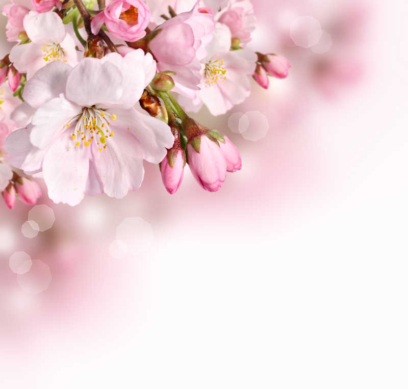 春季里的粉红色花朵