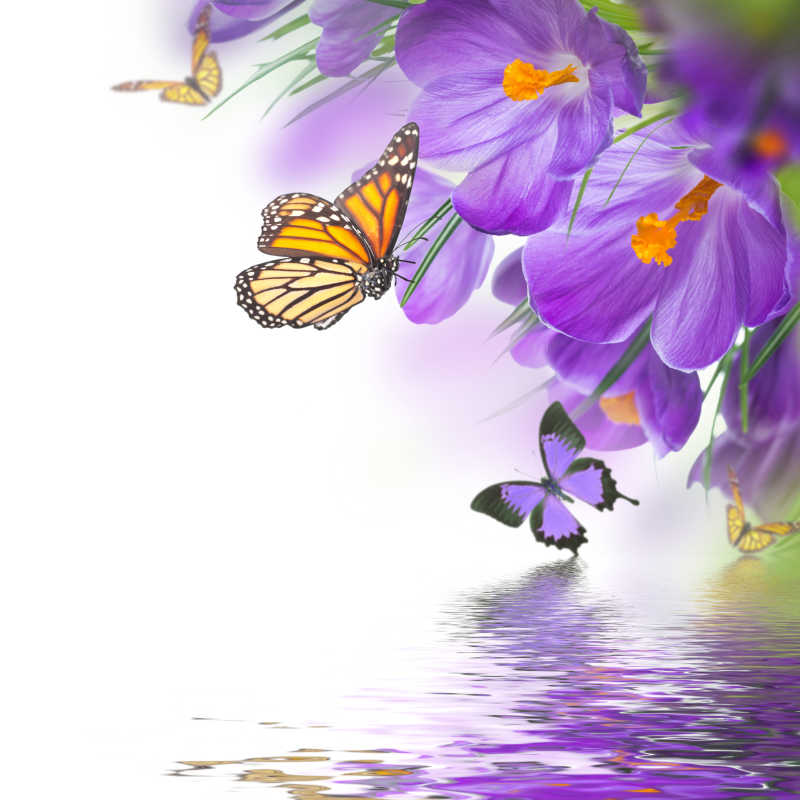 水面上的蝴蝶和花
