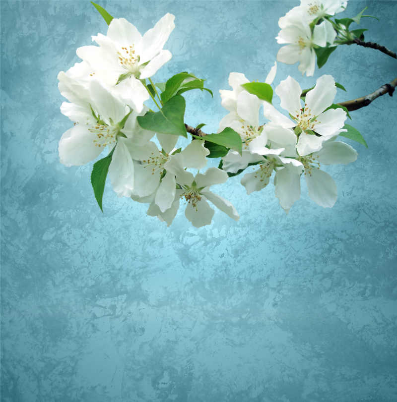 在玫瑰色深蓝色的背景下盛开着白色花朵的树