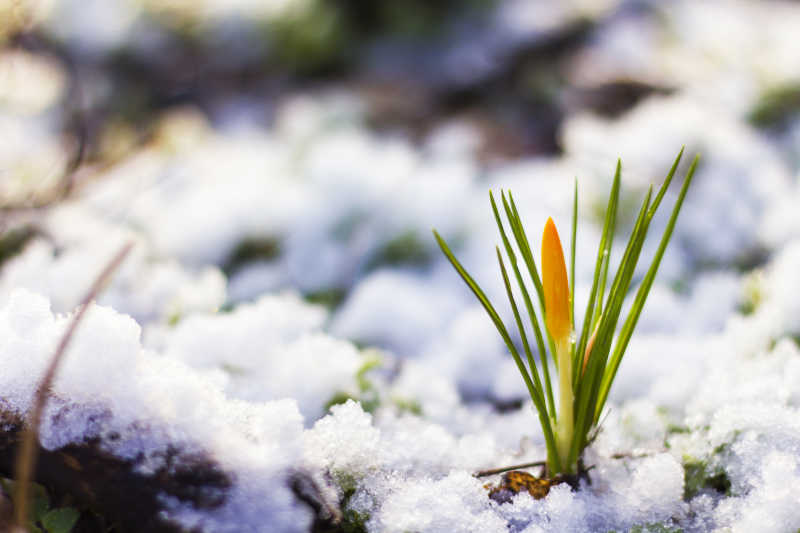 积雪覆盖的春花