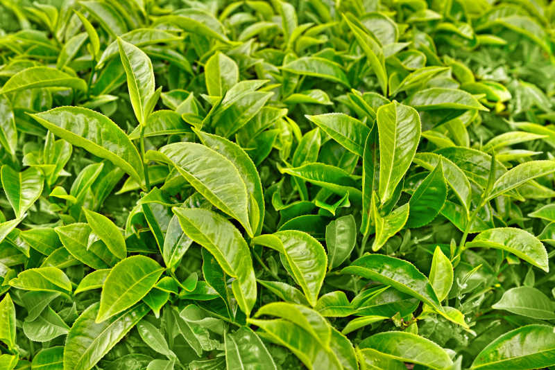 绿色未采摘的新鲜茶叶