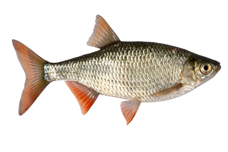 最常见的淡水鱼