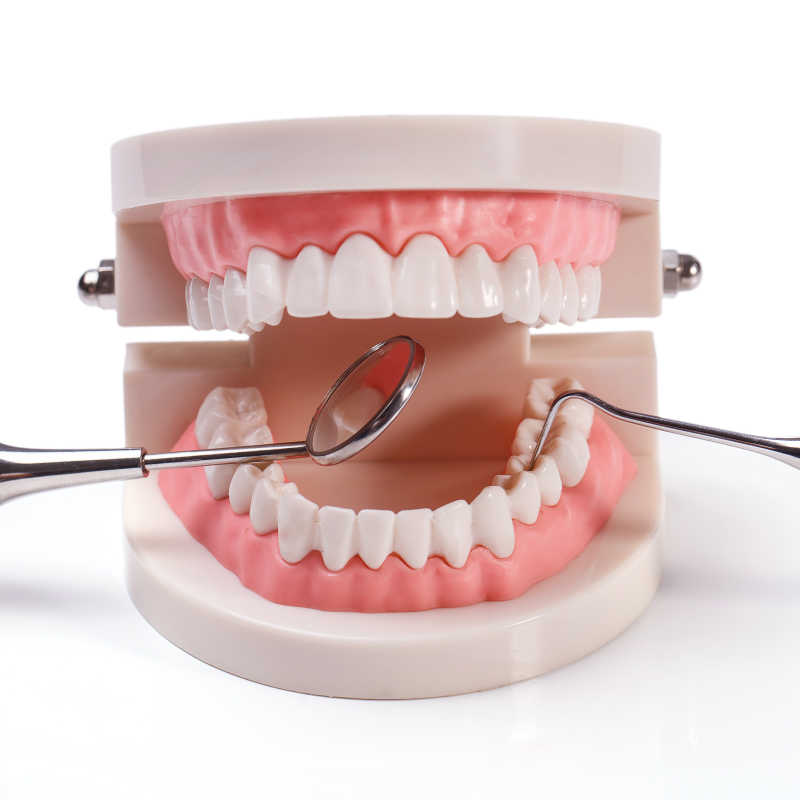 牙齿模型和检查工具