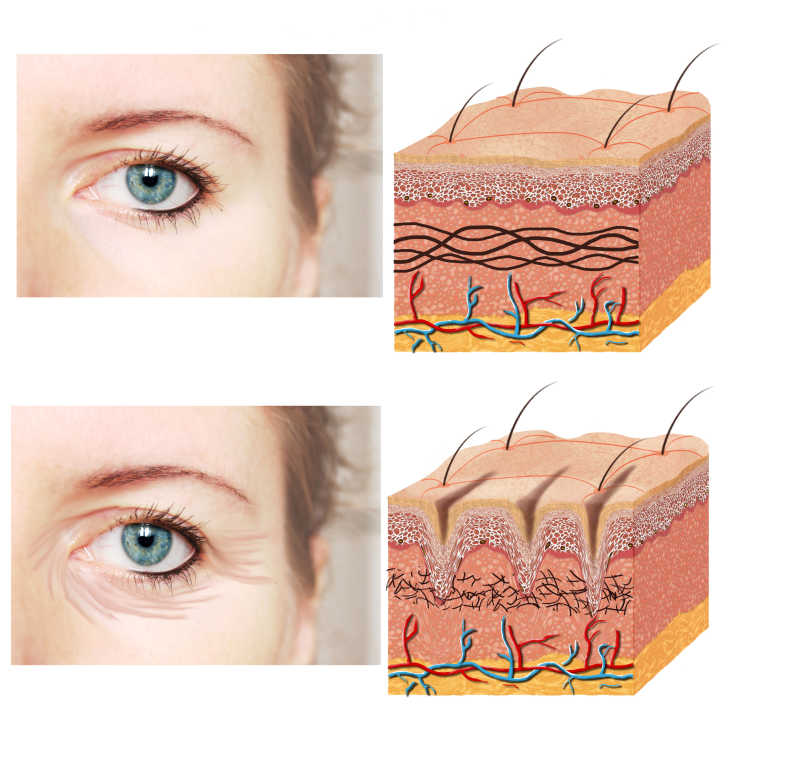 眼部特写和皮肤解剖图