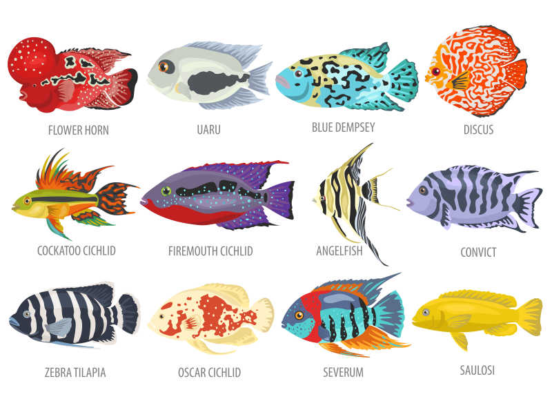 热带鱼AI矢量图