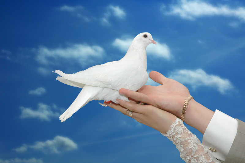 手中的白色鸽子