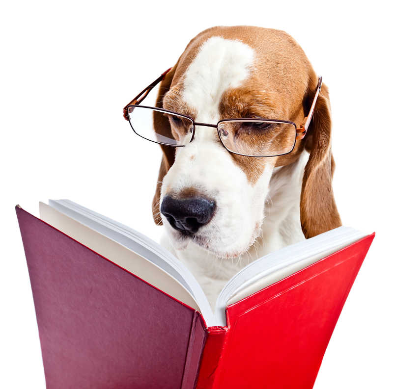 戴着眼镜看书的比格犬