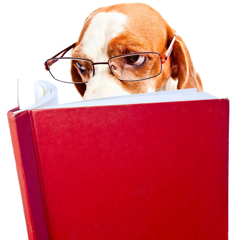 戴着眼镜看红色书本的比格犬