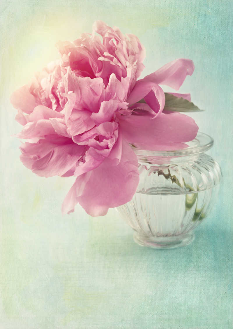 透明花瓶里的牡丹花