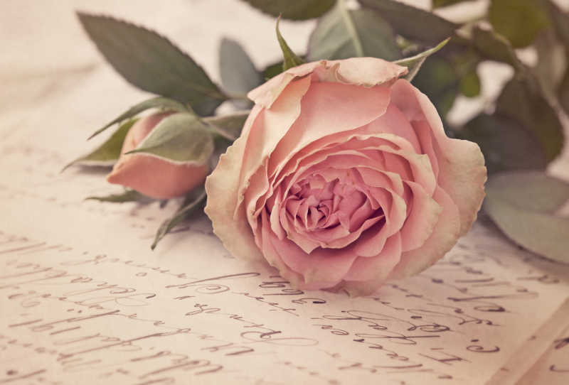 信纸上的粉红玫瑰花朵