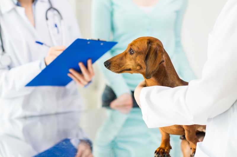 腊肠狗被医生抱着接受兽医的检查