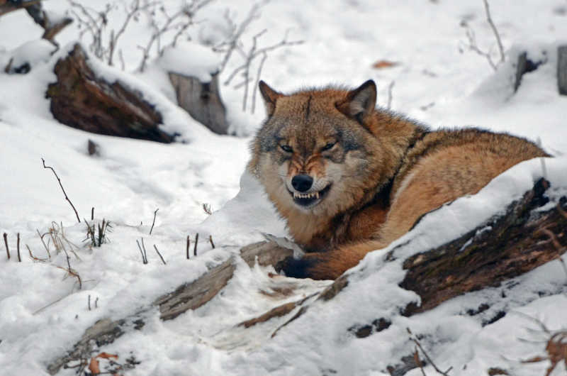 雪地里愤怒的野狼
