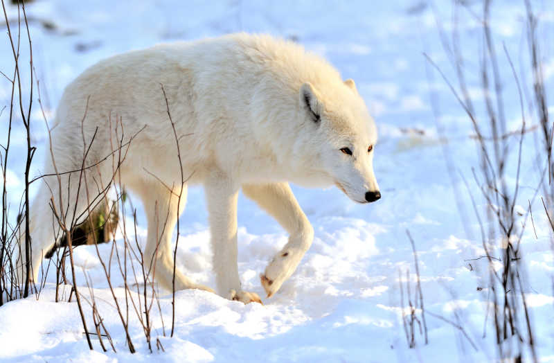 雪地里的白狼