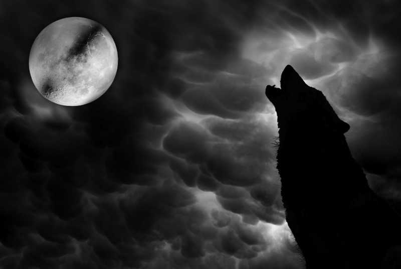夜晚对着月亮嚎叫的狼