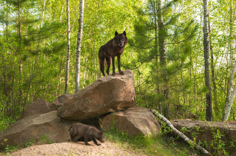 站立在岩石上的狼