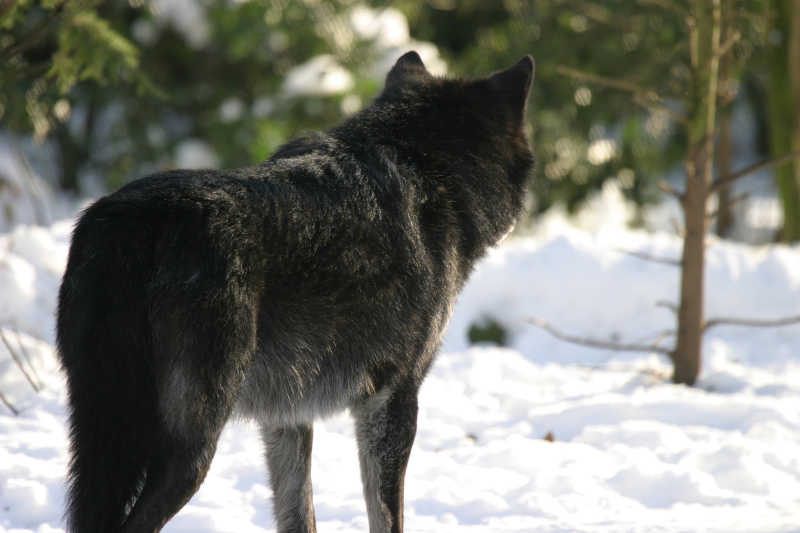 雪地里的黑色狼