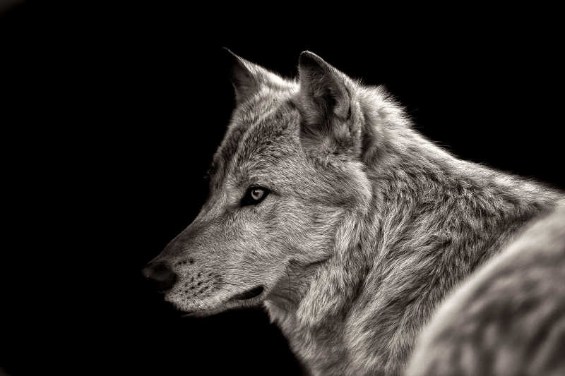 黑色背景上的灰狼