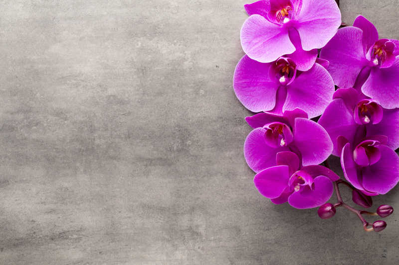 灰色背景上的紫色的兰花