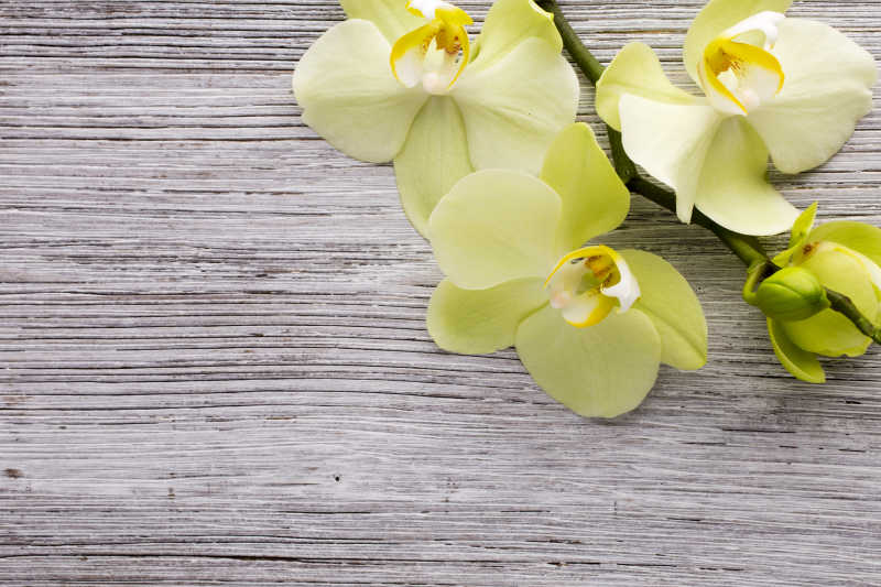 木纹理桌面上的嫩绿色的兰花