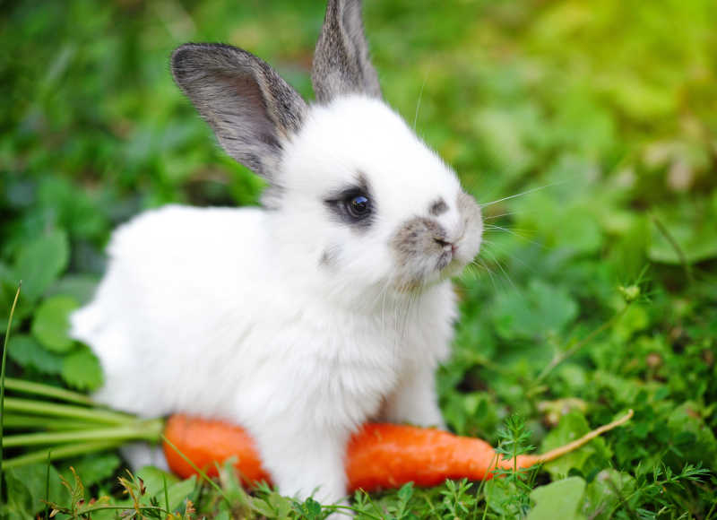 小白兔和草地上的胡萝卜特写