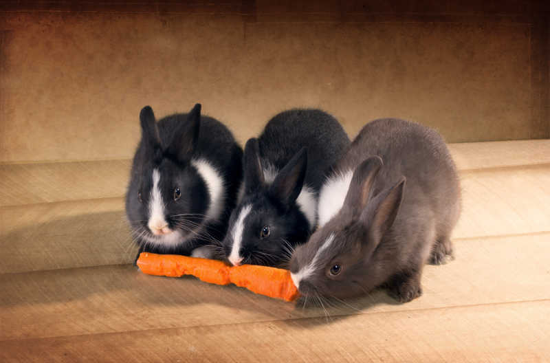 三只在地板上吃胡萝卜的小兔子