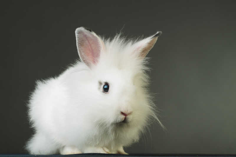 一只小白兔的侧面特写