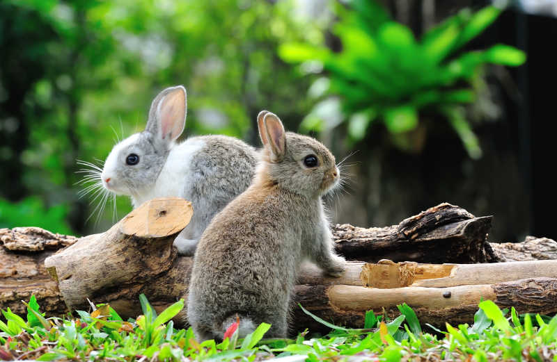 花园里的两只兔子