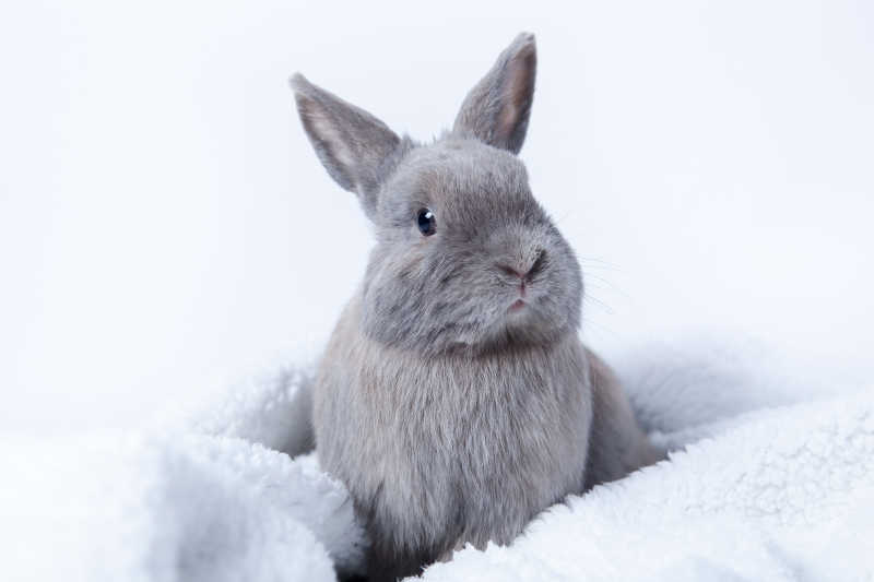 坐在松软的毯子上的灰色兔子