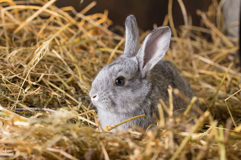 卧在干草中的兔子