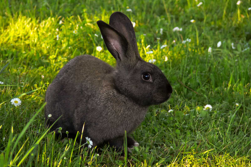 绿色草坪上的兔子